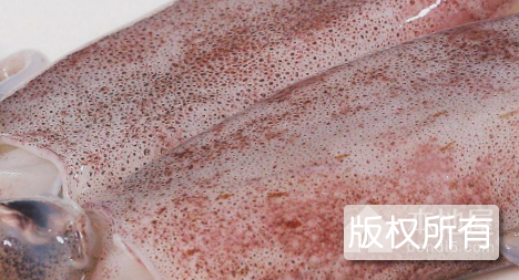 钦州鱿鱼