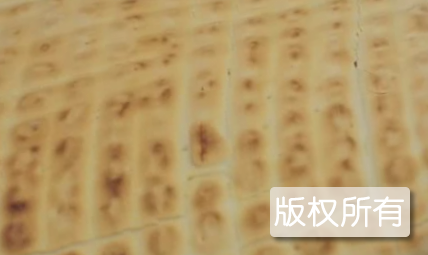 碑廓小锅饼