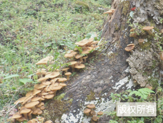 阜平山蘑