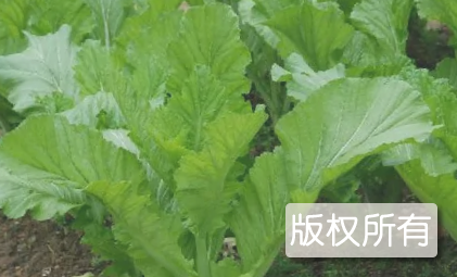 登封芥菜