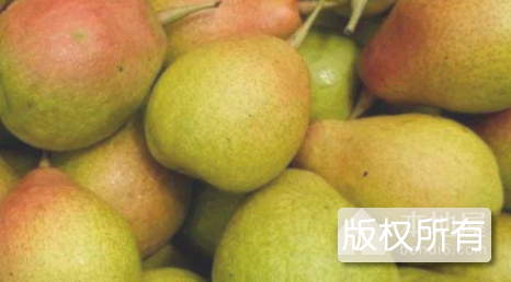 东源沙梨