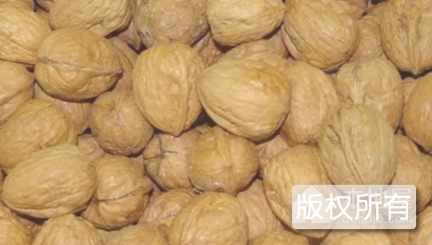 朱阳核桃
