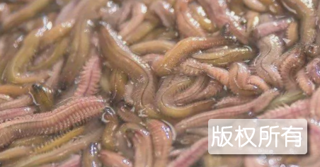 道滘禾虫
