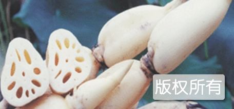 白藤藕