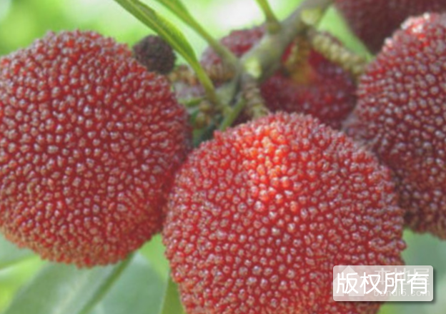 紫玉杨梅