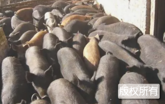襄阳黑猪肉