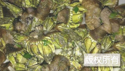 狗爪螺