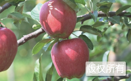 招远苹果