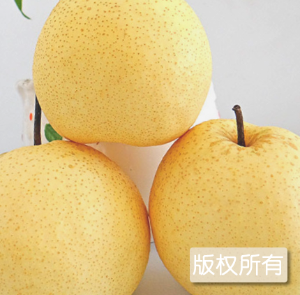 张家川蜜梨