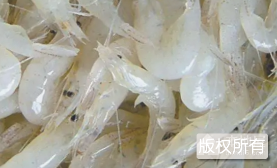 长江白虾