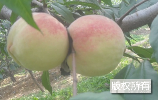 红秋蜜桃
