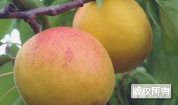 庄河歇马杏