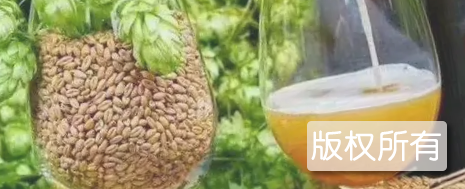 冕宁啤酒大麦