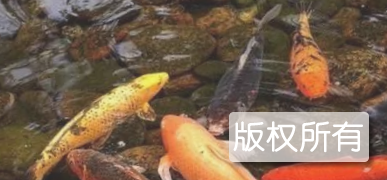 和平鲤鱼