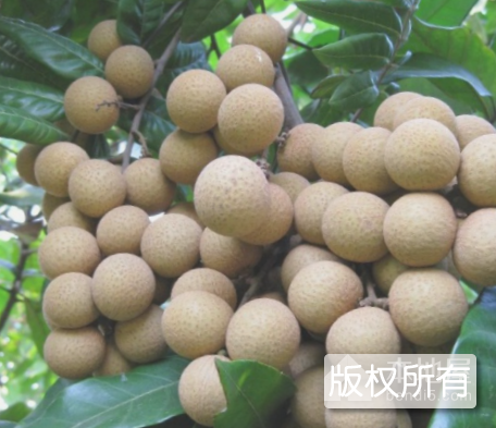 凤梨穗龙眼