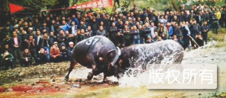 壮族斗牛