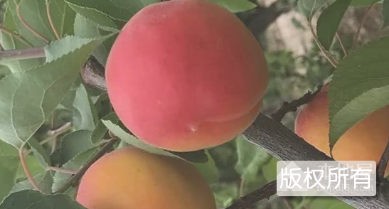 泰山红玉杏