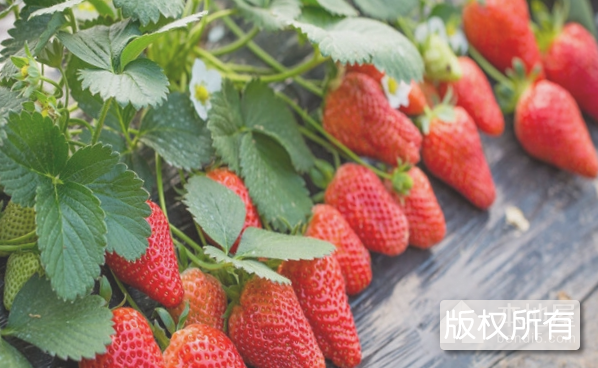 泗县墩集草莓