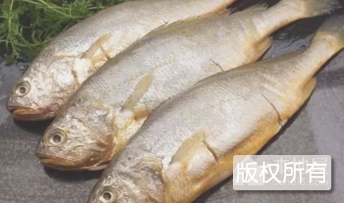 赣榆大黄鱼
