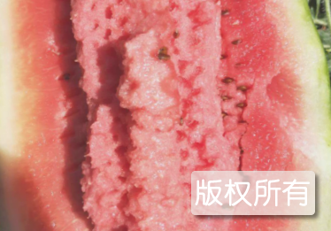 银特西瓜