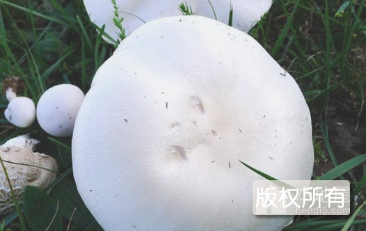 坝上白蘑