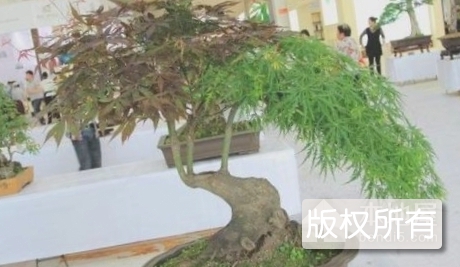 大别山盆景技艺