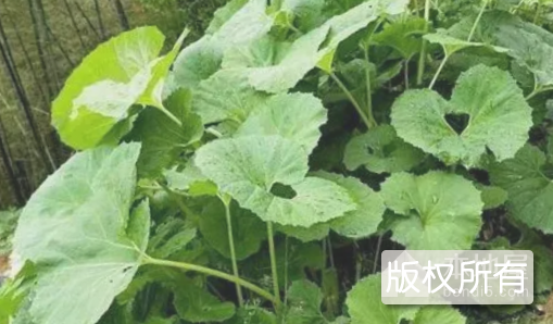 山蕗野菜