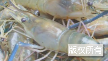 南沙罗氏沼虾