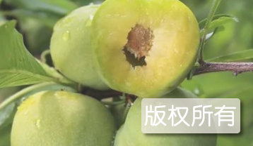阿坝茂县李