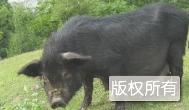 枞阳黑猪