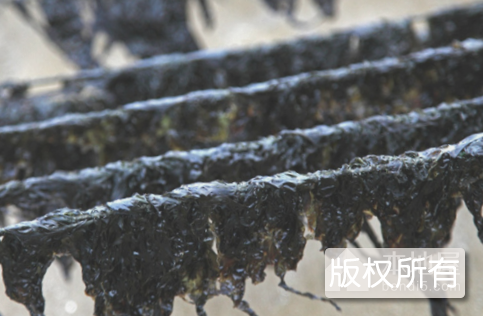 嵊泗紫菜