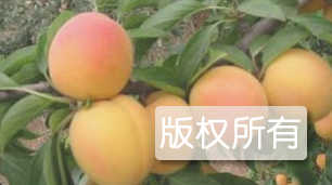 下花园杏扁