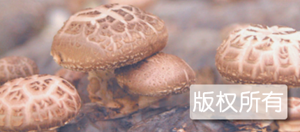 鹤峰香菇