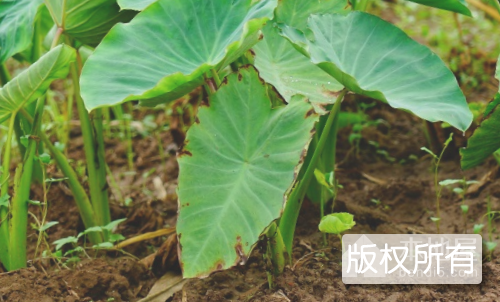 进士芋