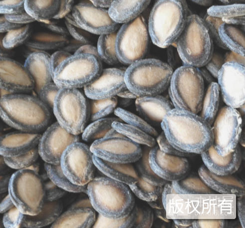 吴城大板瓜子
