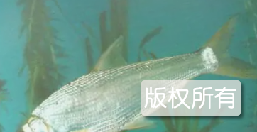 太湖白鱼