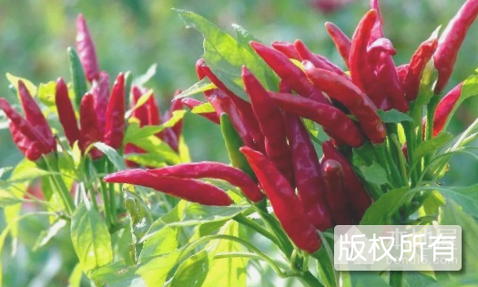 万山湖朝天椒