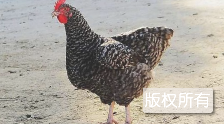 芦花鸡