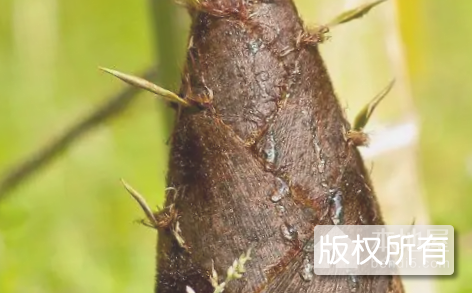 大洋苦芛