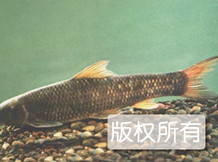 泉水鱼