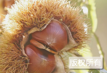 隆安板栗