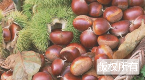 泰山板栗