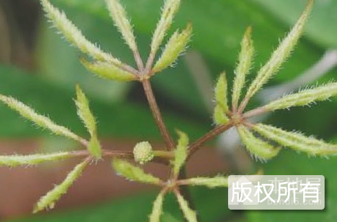 竹节人参