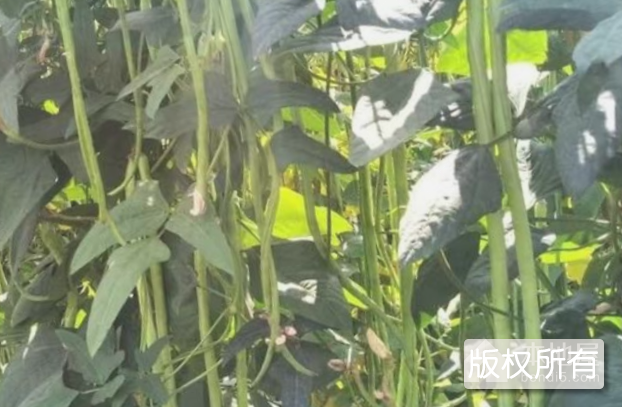 合浦豇豆