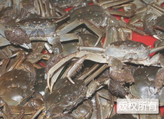 当涂河蟹