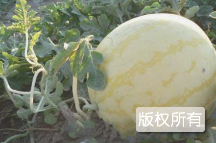 艾山瓜