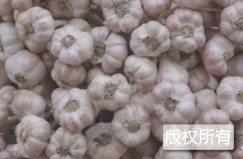 紫衣香蒜