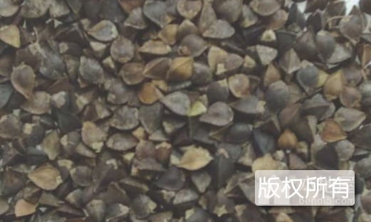 平鲁红山荞麦