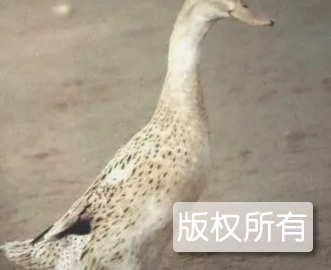 绍兴麻鸭