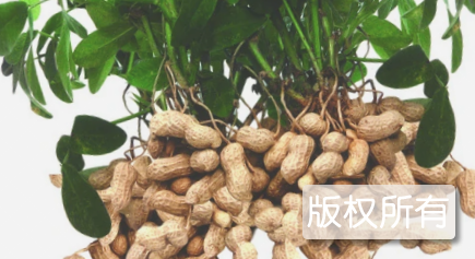 环翠大花生